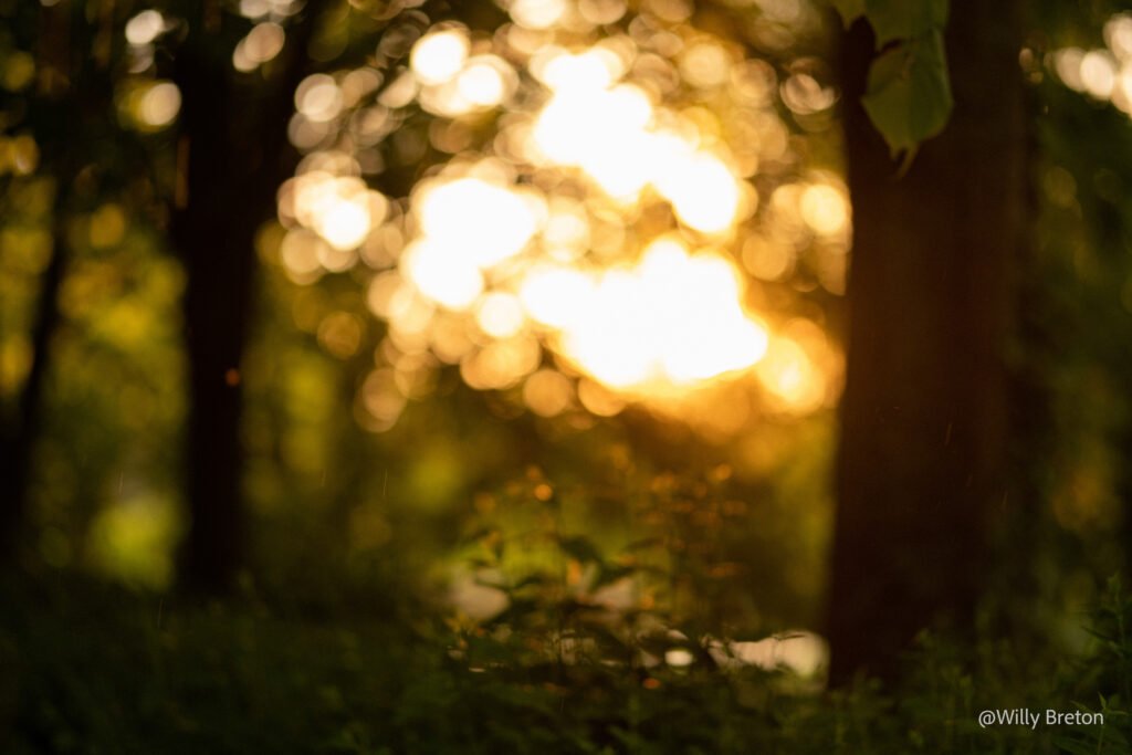 Rayons de soleil traversant un sous-bois verdoyant, créant une ambiance apaisante et naturelle.