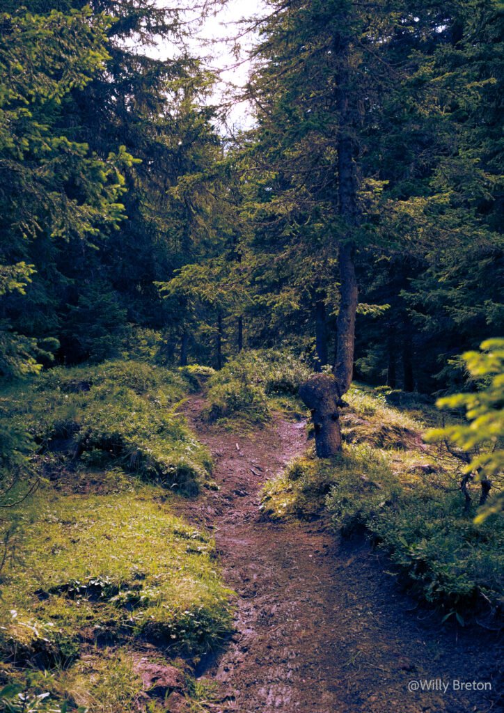 Sentier forestier entouré de conifères, baigné par une lumière naturelle, invitant à la promenade et à la reconnexion avec la nature.